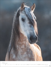 Pferde Classics Posterkalender 2025 - Abbildung 2