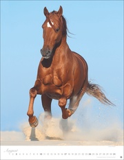 Pferde Classics Posterkalender 2025 - Abbildung 8