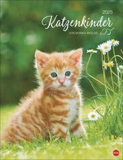 Katzenkinder Posterkalender 2025 - Cover