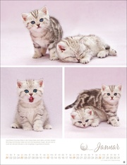 Katzenkinder Posterkalender 2025 - Abbildung 1