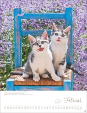 Katzenkinder Posterkalender 2025 - Abbildung 2