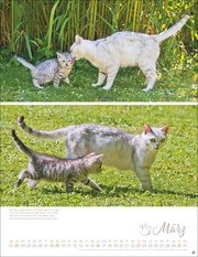 Katzenkinder Posterkalender 2025 - Abbildung 3
