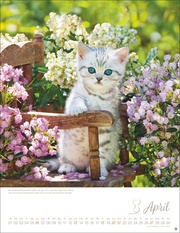 Katzenkinder Posterkalender 2025 - Abbildung 4