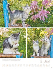 Katzenkinder Posterkalender 2025 - Abbildung 5
