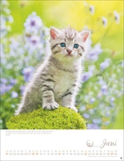 Katzenkinder Posterkalender 2025 - Abbildung 6