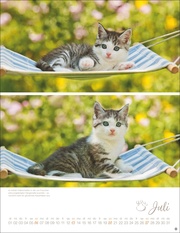 Katzenkinder Posterkalender 2025 - Abbildung 7