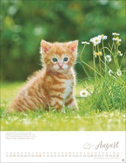 Katzenkinder Posterkalender 2025 - Abbildung 8