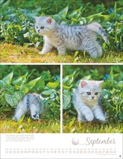 Katzenkinder Posterkalender 2025 - Abbildung 9