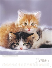 Katzenkinder Posterkalender 2025 - Abbildung 10