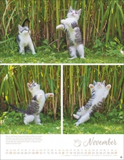 Katzenkinder Posterkalender 2025 - Abbildung 11