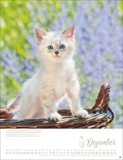 Katzenkinder Posterkalender 2025 - Abbildung 12