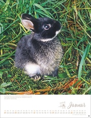 Kaninchenkinder Posterkalender 2025 - Abbildung 1