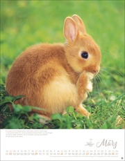 Kaninchenkinder Posterkalender 2025 - Abbildung 3