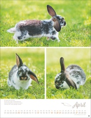 Kaninchenkinder Posterkalender 2025 - Abbildung 4
