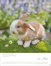 Kaninchenkinder Posterkalender 2025 - Abbildung 5