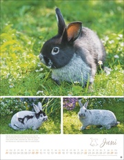 Kaninchenkinder Posterkalender 2025 - Abbildung 6