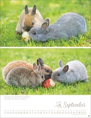 Kaninchenkinder Posterkalender 2025 - Abbildung 9