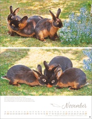 Kaninchenkinder Posterkalender 2025 - Abbildung 11