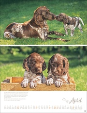 Hundekinder Posterkalender 2025 - Abbildung 4
