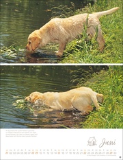 Hundekinder Posterkalender 2025 - Abbildung 6