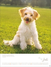 Hundekinder Posterkalender 2025 - Abbildung 7