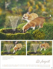 Hundekinder Posterkalender 2025 - Abbildung 8
