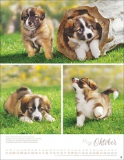 Hundekinder Posterkalender 2025 - Abbildung 10