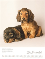 Hundekinder Posterkalender 2025 - Abbildung 11