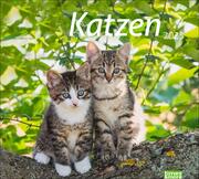 Katzen Bildkalender 2025 - Cover