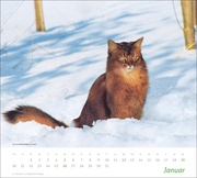 Katzen Bildkalender 2025 - Abbildung 1