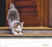 Katzen Bildkalender 2025 - Abbildung 2