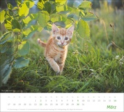 Katzen Bildkalender 2025 - Abbildung 3