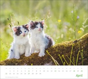 Katzen Bildkalender 2025 - Abbildung 4