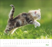 Katzen Bildkalender 2025 - Abbildung 5