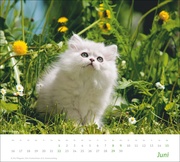Katzen Bildkalender 2025 - Abbildung 6