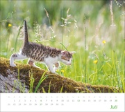 Katzen Bildkalender 2025 - Abbildung 7