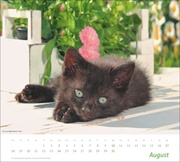 Katzen Bildkalender 2025 - Abbildung 8