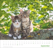 Katzen Bildkalender 2025 - Abbildung 9