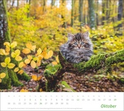 Katzen Bildkalender 2025 - Abbildung 10