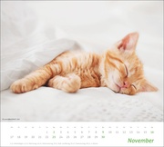 Katzen Bildkalender 2025 - Abbildung 11