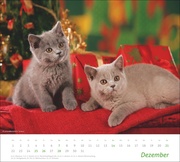 Katzen Bildkalender 2025 - Abbildung 12