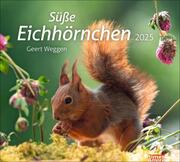 Eichhörnchen Bildkalender 2025