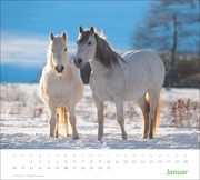 Pferde Bildkalender 2025 - Abbildung 1