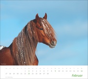 Pferde Bildkalender 2025 - Abbildung 2