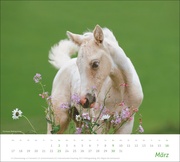 Pferde Bildkalender 2025 - Abbildung 3