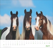 Pferde Bildkalender 2025 - Abbildung 4