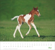 Pferde Bildkalender 2025 - Abbildung 5