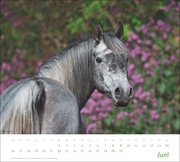 Pferde Bildkalender 2025 - Abbildung 6