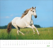 Pferde Bildkalender 2025 - Abbildung 7