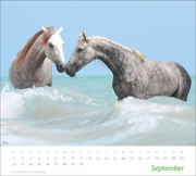 Pferde Bildkalender 2025 - Abbildung 9